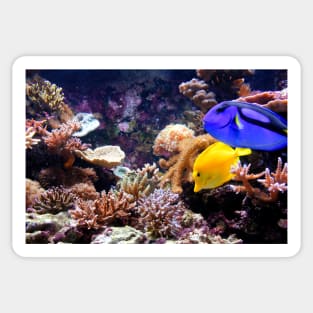 Tropical Fish on the Reef Sticker